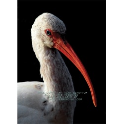 American White Ibis Greeting Card [Box of 10]